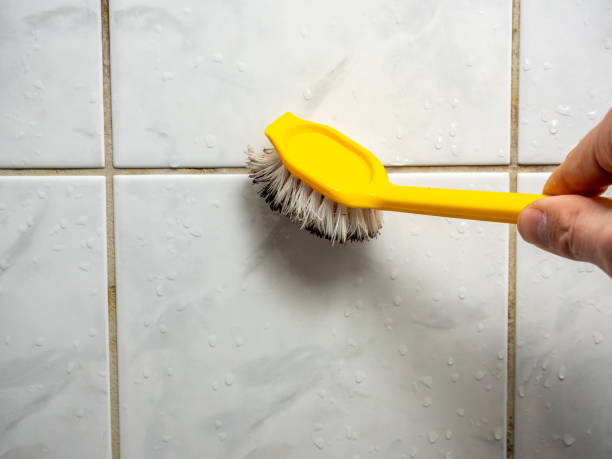 Reliable Breckenridge, MN Mold Removal Solutions