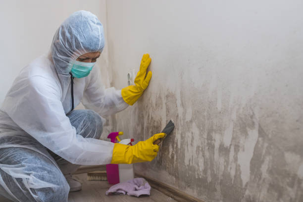 Best Fast Mold Removal  in Breckenridge, MN