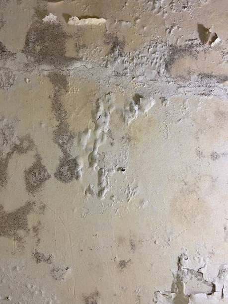 Best Residential Mold Removal  in Breckenridge, MN
