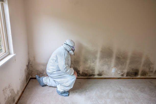 Best Home Mold Removal  in Breckenridge, MN