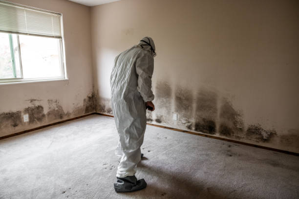 Best Local Mold Removal Service  in Breckenridge, MN