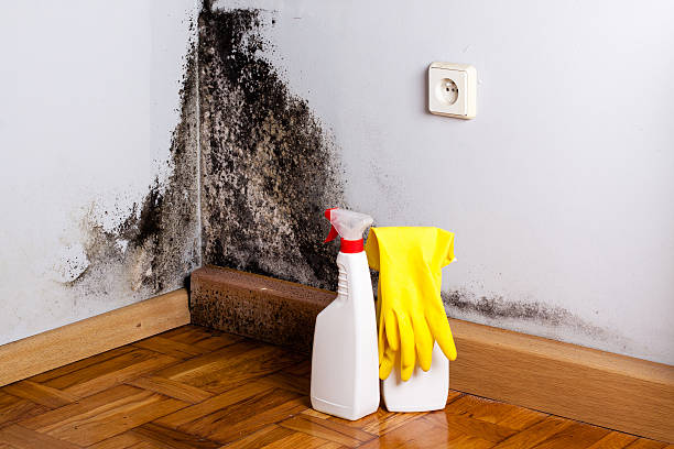 Best Emergency Mold Removal  in Breckenridge, MN
