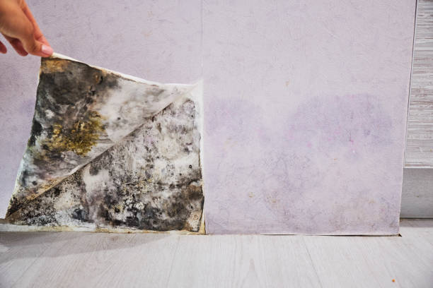  Breckenridge, MN Mold Removal Pros